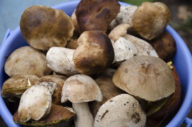 kahverengi şapkalı yenilebilir mantar yalan bir kova, bir sonbahar günü sıcak, yakın çekim