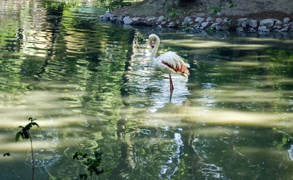 Belos Flamingos Cor Rosa Pássaros Margem Lago Dia Quente Primavera — Fotografia de Stock