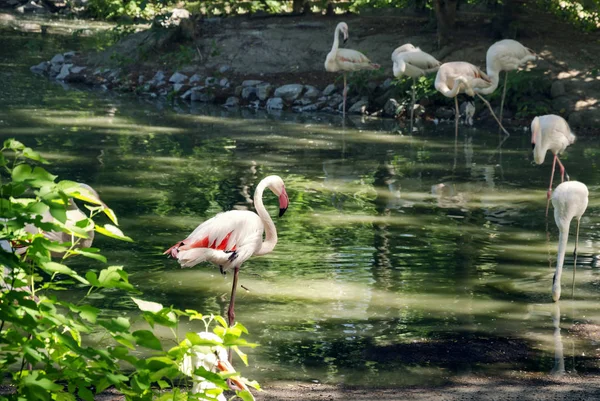 Belos Flamingos Cor Rosa Pássaros Margem Lago Dia Quente Primavera — Fotografia de Stock