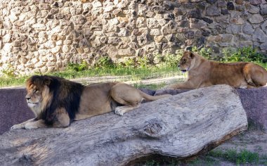 güzel bir gür yele ve bir sıcak bahar gününde parkta bir yürüyüş için bir dişi aslan ile aslan