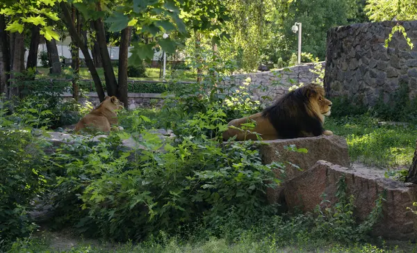 Löwe Mit Schöner Üppiger Mähne Und Löwin Für Einen Spaziergang — Stockfoto