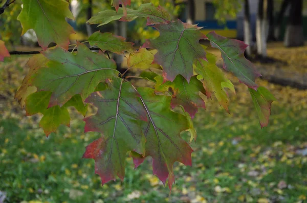 Grüne Ahornblätter Mit Roten Und Gelben Blüten Farbenfroh Nahaufnahme Park — Stockfoto
