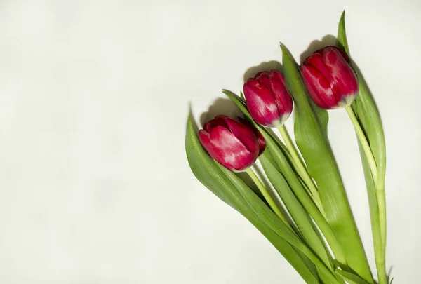Tulipe Jardin Fleur Rouge Sur Fond Clair Macro Photo — Photo