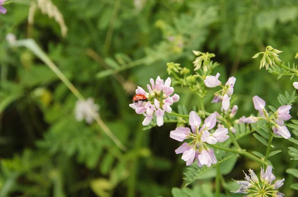 böcek, kırmızı güzel bir hafifçe pembe çiçek üzerinde sürünen Coccinellidae beetle