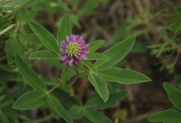 Fleur Trèfle Lilas Sur Fond Trèfle Vert Gros Plan — Photo