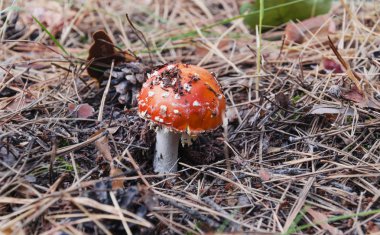 Kırmızı şapkalı zehirli mantar, sineklik, öğleden sonra ormanda büyüyen, yakın plan.