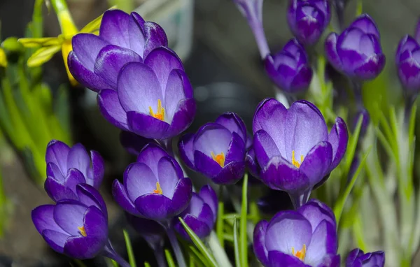 Crocus Blooming Blue Flowers Green Leaves Close — стоковое фото