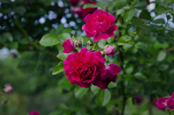 Rosenblüte Schöne Rosa Blüten Sommerlicher Warmer Tag Garten Nahaufnahme — Stockfoto