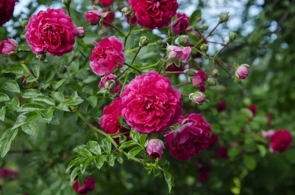 Róża Kwitnące Piękne Różowe Kwiaty Ciepły Letni Dzień Ogrodzie Zbliżenie — Zdjęcie stockowe