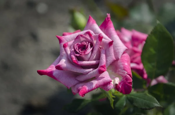 Rosenblüte Schöne Rosa Blüten Sommerlicher Warmer Tag Garten Nahaufnahme — Stockfoto