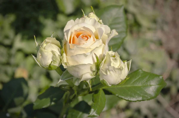 Rosa Fioritura Bella Luce Fiori Estate Calda Giornata Giardino Primo — Foto Stock