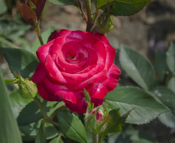 Róża Kwitnące Piękne Kwiaty Czerwone Ciepły Letni Dzień Ogrodzie Zbliżenie — Zdjęcie stockowe