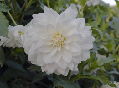 Bahçe, sıcak sonbahar öğleden sonra içinde beyaz çiçek açan dahlia yakın çekim