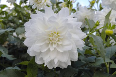 Bahçe, sıcak sonbahar öğleden sonra içinde beyaz çiçek açan dahlia yakın çekim