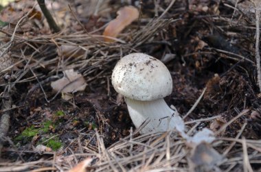 Mantar beyazı, şapkası ve bacağı ile yenebilir. Sıcak bir günde, yakın planda büyür ormanda.