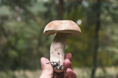 beyaz şapka ile yenilebilir mantar ve ağaçlar sıcak bir günde, bir arka plan üzerinde kadın elinde yakın çekim Ayak