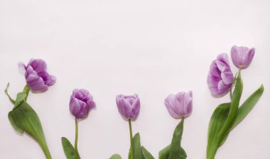 pembe güzel lale çiçekleri beyaz bir arka planda makro fotoğraf