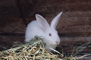 Beyaz tavşan yeme kırmızı gözleri ile kabarık kurutulmuş ot, yakın çekim