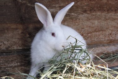 yeme kırmızı gözleri ile kabarık beyaz tavşan çim, yakın-u kurutulmuş