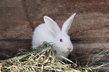 Beyaz tavşan yeme kırmızı gözleri ile kabarık kurutulmuş ot, yakın çekim