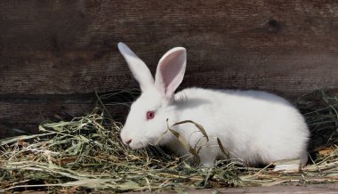 yeme kırmızı gözleri ile kabarık beyaz tavşan çim, evde beslenen hayvan yakın çekim kurutulmuş