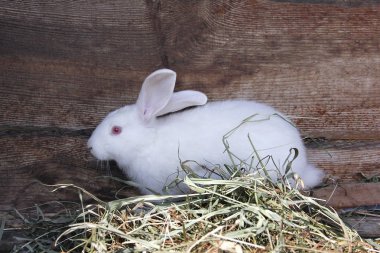 yeme kırmızı gözleri ile kabarık beyaz tavşan çim, evde beslenen hayvan yakın çekim kurutulmuş