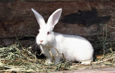 yeme kırmızı gözleri ile kabarık beyaz tavşan çim, evde beslenen hayvan yakın çekim kurutulmuş