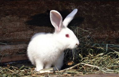 yeme kırmızı gözleri ile kabarık beyaz tavşan çim, evde beslenen hayvan yakın çekim kurutulmuş