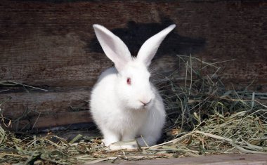 yeme kırmızı gözleri ile kabarık beyaz tavşan çim, evde beslenen hayvan yakın çekim kurutulmuş