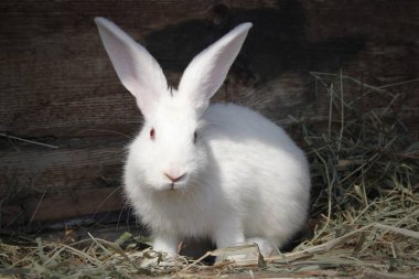 yeme kırmızı gözleri ile kabarık beyaz tavşan çim, evde beslenen hayvan yakın çekim kurutulmuş