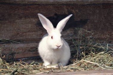 yeme kırmızı gözleri ile kabarık beyaz tavşan çim, evde beslenen hayvan yakın çekim kurutulmuş