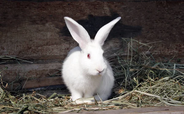 yeme kırmızı gözleri ile kabarık beyaz tavşan çim, evde beslenen hayvan yakın çekim kurutulmuş