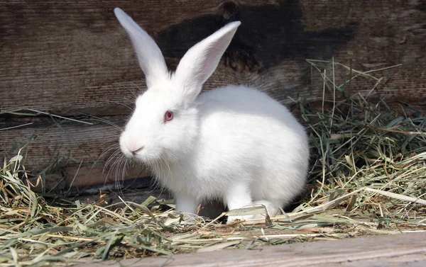 Кролик Белый Пушистый Красными Глазами Ест Сушеную Траву Крупный План — стоковое фото