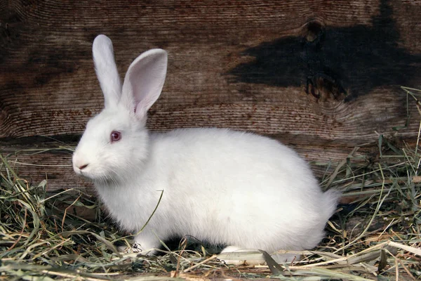 Conejo Blanco Esponjoso Con Los Ojos Rojos Comiendo Hierba Seca — Foto de Stock