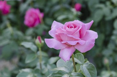 çiçek bahçesinde sıcak üzerinde pembe bir gül blooms yaz gün, yakın çekim