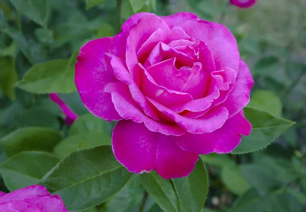 Fiore Una Rosa Rosa Fiorisce Giardino Una Calda Giornata Estiva — Foto Stock
