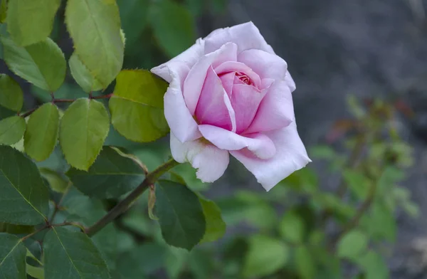 Fiore Una Rosa Rosa Fiorisce Giardino Una Calda Giornata Estiva — Foto Stock