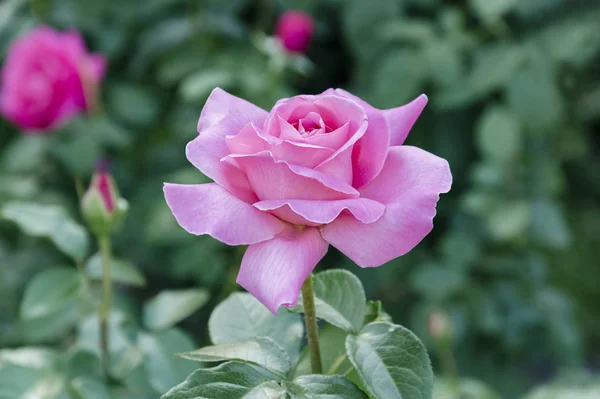 Fiore Una Rosa Rosa Fiorisce Giardino Una Calda Giornata Estiva — Foto Stock