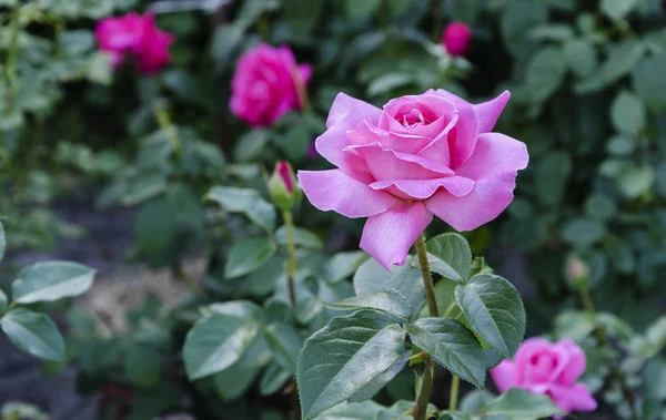 Fiore Una Rosa Rosa Fiorisce Giardino Una Calda Giornata Estiva — Foto Stock