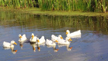 ördekler çiftçinin kuş float bir waddom, bir sıcak bahar gününde beyaz.,