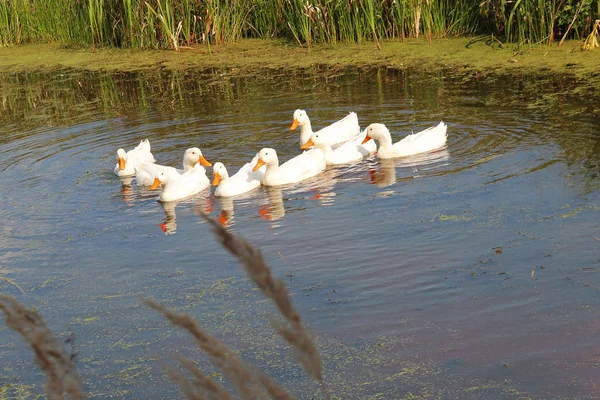 ducks white farmer\'s birds float on a waddom, on a warm spring day,