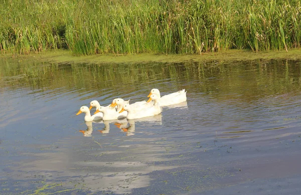 Enten Weiße Bauernvögel Schweben Auf Einem Watt Einem Warmen Frühlingstag — Stockfoto