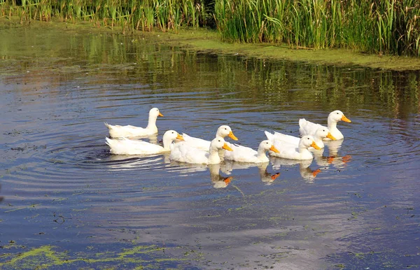 ducks white farmer\'s birds float on a waddom, on a warm spring day,