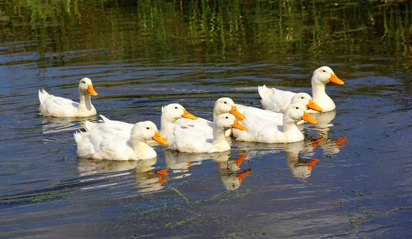 ducks white farmer\'s birds float on a waddom, on a warm spring day,