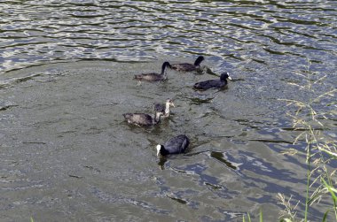 Sığırtmaç, gölet üzerinde yüzen siyah, Lysukha küçük su kuşları kuşların
