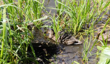 su kuşları gri, gölün kıyısında çimlerde oturan ördekler