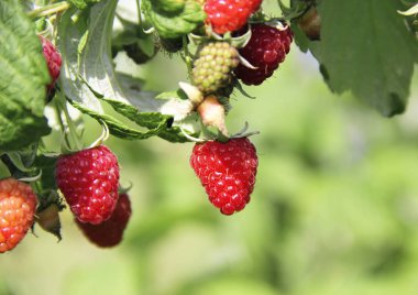 bir yaz gününde bahçedeki dal kırmızı ahududu yakın çekim