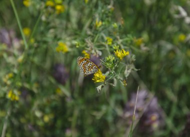 böcek, kelebek oturan bir çiçek yeşil çim, yaz günü, yakın çekim