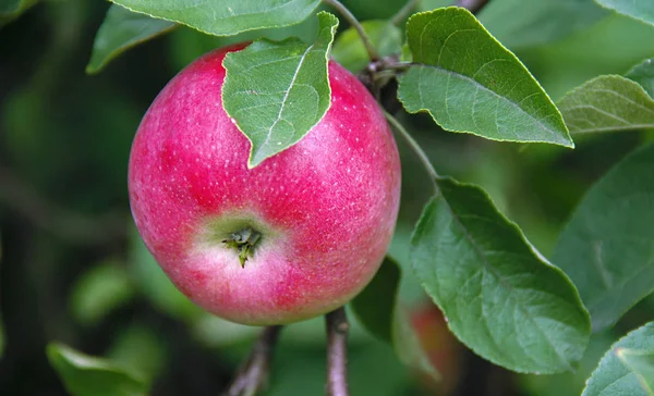 Roter Apfel Garten Einem Zweig Sommer Nahaufnahme — Stockfoto