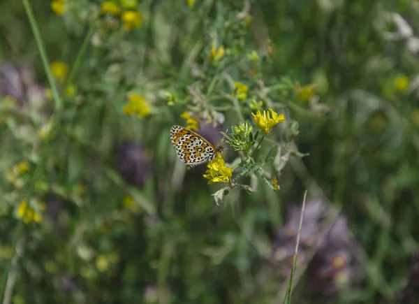 Насекомое Бабочка Сидит Цветке Зеленой Траве Летний День Крупным Планом — стоковое фото